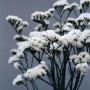 Seminte profesionale Limonium sinuatum - Flori de pai - imagine 48765